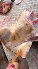 Pig butchering operation documented in Badagry, Nigeria