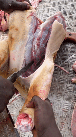 Pig butchering operation documented in Badagry, Nigeria