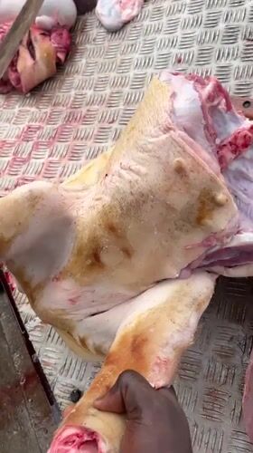Pig butchering operation documented in Badagry, Nigeria