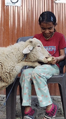 Feeding a sheep in Gondhla, with Himalayan peaks behind