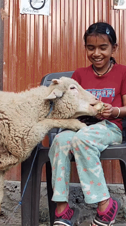 Feeding a sheep in Gondhla, with Himalayan peaks behind