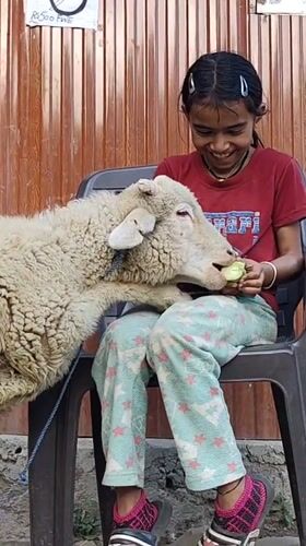 Feeding a sheep in Gondhla, with Himalayan peaks behind