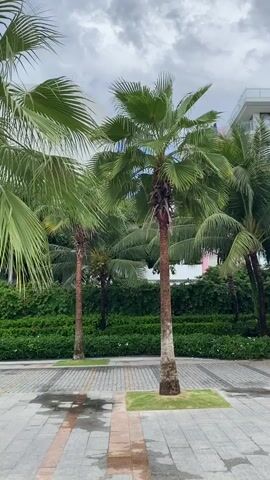 The video shows several palm trees in an outdoor setting. The ground in front of the trees is paved with square gray tiles, and there are patches of grass. The trees are tall with green fronds, and some are closer to the camera than others. In the background, there is a dense green hedge and the corner of a white building with some pink accents. The sky is cloudy. The video appears to be filmed on a slightly overcast day.