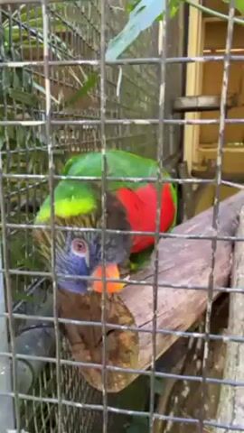 A parrot is shown in a cage. The parrot has green, red, and blue feathers, and an orange beak. The cage is made of metal bars, and there is a wooden perch inside the cage. The bird is looking at the camera.