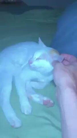 A close-up shot depicts a mostly white cat with some orange coloring lying on a light green bed sheet. The cat is asleep, eyes closed, in a curled position. A hand is shown petting the cat's head. The background includes a gray pillow, with a glimpse of other furniture and objects that are mostly out of focus.