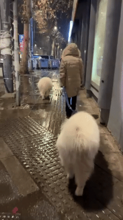 Nighttime street life documented across Belgrade neighborhoods