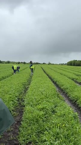 Two individuals are working in a green agricultural field under an overcast sky. One person is bending over, appearing to tend to plants, while the other stands upright, observing the field. The field is characterized by long, parallel rows of green plants, some with small yellow flowers, and muddy pathways between the rows. In the foreground, a dark green object is partially visible on the left. In the background, a tree line is visible under the cloudy sky.