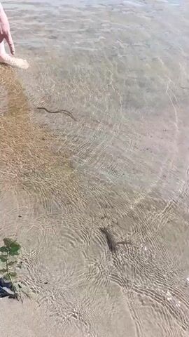 The video shows a pair of bare feet standing in shallow, clear water near a sandy shore. A small, dark-colored snake is swimming in the water, moving from left to right in the frame. The water is rippled, and the sandy bottom is visible beneath the surface. There is some green aquatic vegetation in the lower left corner of the frame. The overall scene appears to be a natural outdoor environment, likely a lake, river, or ocean. The snake appears to be the primary focus of the video, as it is in motion and is relatively close to the person's feet.