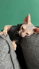 Sweater-clad hairless cat seeks comfort on Kazan sofa