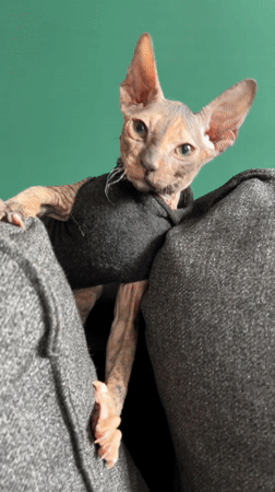 Sweater-clad hairless cat seeks comfort on Kazan sofa
