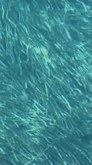 Budva coastline: seagrass beds meet waterfront construction