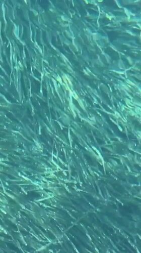 Budva coastline: seagrass beds meet waterfront construction