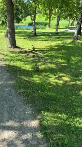 The video shows a sunny, outdoor scene in a park-like setting with lush green grass and dappled sunlight filtering through trees. The main subjects are ducks, with at least two visible in the foreground and a couple more further in the background near a body of water, possibly a pond or lake. One duck in the foreground is walking through the grass, while another, slightly further away, is facing the camera. A third duck is partially visible in the distance.

The activity taking place is simply the ducks existing in their natural habitat, likely foraging or resting. The scene is peaceful and serene. The time of day appears to be daytime, given the bright sunlight and the shadows cast by the trees. The weather seems pleasant and warm.

Notable details include the presence of trees with visible bark and foliage, suggesting a natural environment. The ground is covered in short, well-maintained grass, with some scattered white wildflowers. The water in the background appears calm. There is no visible text in the video. The overall mood is one of tranquility and nature. The location context of Biržai, Lithuania, implies a European setting, which is consistent with the appearance of the trees and the overall landscape.