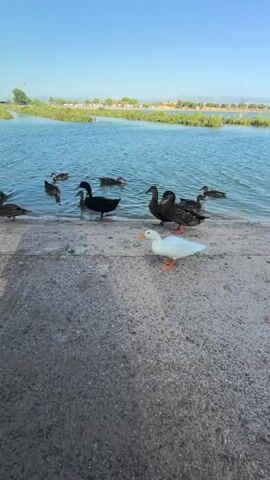 A flock of ducks is near the edge of a body of water. In the foreground, on a concrete path, a white duck stands and pecks at the ground, while several darker-colored ducks are in the water or at the water's edge. The sky is clear and blue. The environment appears to be a park or nature area.