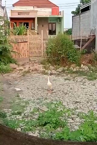 The video shows a white goose standing in a dry, rocky, and sparsely vegetated area. Behind the goose, there is a light-colored bamboo fence. Further in the background, there are houses with green and brown facades, and a few trees. The sky is visible above the houses. The goose is the central focus of the video.