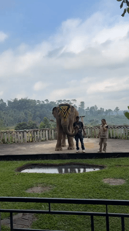 Wildlife attraction in Baturiti shows animals across multiple enclosures