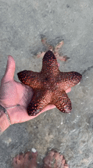 Colorful starfish handled in shallow Balinese coastal waters