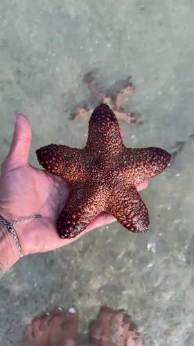 Colorful starfish handled in shallow Balinese coastal waters