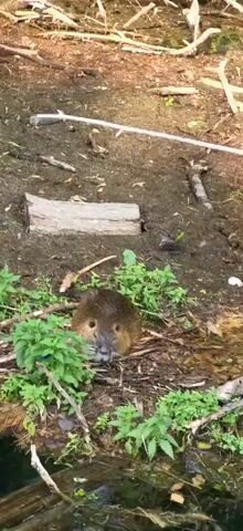 The video shows a nutria near the edge of a body of water. The nutria is brown and furry with visible whiskers. It is partially obscured by green foliage and is positioned on muddy ground with some sticks and logs scattered around. The water is murky and appears to be shallow. The camera angle is from above, looking down at the scene. There is a long, white object, possibly a pole or branch, extending across the upper part of the frame. The lighting suggests it is daytime.