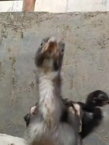 The video captures a close-up view of several young chickens. The first few seconds show a light-colored chick with dark markings, its head tilted towards the camera. It appears to be looking directly at the viewer. The background is a textured, light-colored wall. The scene then shifts to show a group of darker-colored chickens. One chicken, predominantly black with some lighter patches on its chest and wings, is in focus, its head down as if pecking at something. Another chicken, mostly black with lighter markings on its neck and head, is partially visible. The video continues with various angles of these chickens interacting. One chicken with a pale, featherless neck stands out among the darker ones. The chickens are situated outdoors, with some greenery visible at the bottom of the frame, suggesting they are in a yard or enclosure. The camera work is shaky at times, particularly in the initial frames, but offers a clear, albeit brief, look at the young fowl.