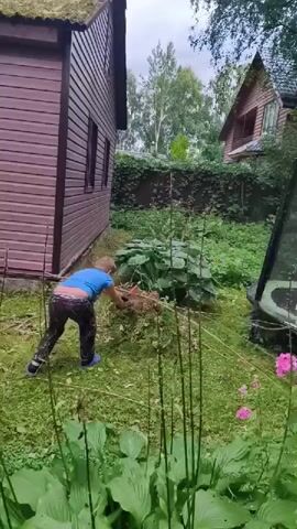 This media file depicts a young boy in a blue t-shirt and patterned pants with bright blue shoes, engaged in yard work. He is using a scythe to cut grass and brush. The scene appears to be set in a backyard with two wooden structures. One is a dark brown, single-story shed with a mossy, sloped roof and horizontal siding. The other is a taller, multi-story wooden house with a dark roof and windows, visible in the background to the right.

The boy is positioned near the side of the shed, actively swinging the scythe in a sweeping motion. He seems focused on his task, with his back turned towards the camera for most of the clip. A large, leafy plant is situated behind him, and the ground is covered in green grass and some dry, cut vegetation. In the foreground, tall, thin plants with long stems are visible, partially obscuring the view. To the right, a trampoline with a black net enclosure is partially visible. A bright pink flower can be seen in the lower right corner of the frame.

The overall setting suggests a rural or suburban backyard, likely in Russia, given the "Снт" (SNT - садоводческое некоммерческое товарищество, meaning horticultural non-profit partnership) designation in the location context. The weather appears to be overcast, contributing to a soft, diffused light. The activity is a common chore, and the boy's actions suggest he is assisting with or performing yard maintenance. There is no visible text in the media file.