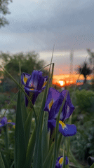 Purple and yellow irises bloom in Bulgarian garden