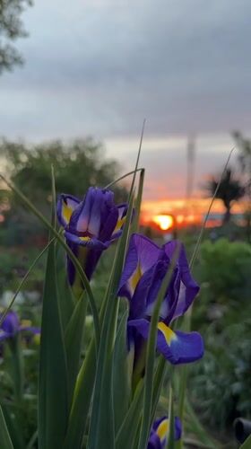 Purple and yellow irises bloom in Bulgarian garden
