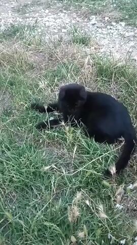 A black cat walks through tall green grass. The cat's fur has some white patches on its back. It moves from left to right across the frame, then turns and walks back towards the left. The ground is covered in grass and some dry weeds.