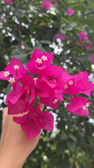Morning at a Baan Mae Nam garden: flowers, kids, and a quiet courtyard