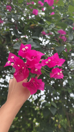 Morning at a Baan Mae Nam garden: flowers, kids, and a quiet courtyard