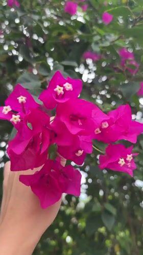 Morning at a Baan Mae Nam garden: flowers, kids, and a quiet courtyard