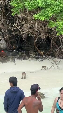 The video shows a beach scene with people and monkeys. In the foreground, three people are standing in shallow water, facing away from the camera. The person on the left wears a dark blue hooded jacket. The person in the middle has a bare chest and wears a dark baseball cap. The person on the right, a woman, is partially visible and wears a blue bikini top. In the middle ground, two monkeys are on a sandy beach. One monkey faces left, and the other, smaller monkey walks to the right. Behind the beach, a rocky area is covered in thick, tangled vegetation and tree roots. Some debris, including what appears to be an orange object, is visible on the rocks. The water is clear and light green.