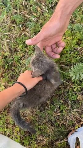 Two pairs of human hands pet a small, gray kitten lying on green grass. One hand, with a black bracelet on the wrist, strokes the kitten's back. Another hand, presumably belonging to a different person, gently pets the kitten's head. The kitten appears to be relaxed and enjoying the attention. The background is filled with lush green grass and some scattered leaves. The lighting suggests it is daytime.