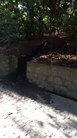 The video shows a narrow, shallow stream flowing down a slope in a wooded area. The stream bed is lined with rocks and debris. A stone wall runs along one side of the stream, and a cobblestone path is visible in the foreground. Sunlight filters through the trees, casting shadows on the ground. No people or animals are visible in the video.