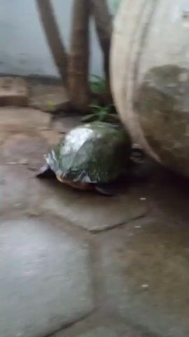 A turtle is visible in the lower left of the frame. It is partially obscured by a large, light-colored object, possibly a planter or pot, on the right. The ground is wet and appears to be paved with large, flat stones. There are tree trunks and some green foliage in the background. The turtle appears to be moving.