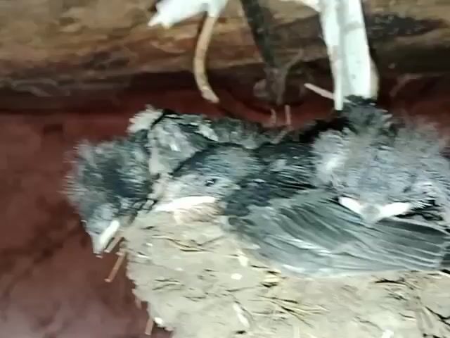 A video shows a close-up view of four baby birds in a nest. The birds are dark in color with some fluffy down on their heads. Their eyes are open, and they appear to be looking around. The nest is made of mud and twigs, and it is situated under a wooden structure with some wires hanging above. In the foreground, a finger is visible, appearing to gently touch one of the birds. The lighting is dim, suggesting an indoor or shaded environment.
