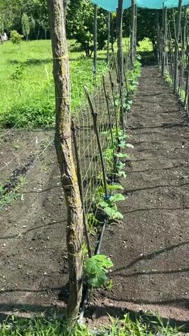 A row of young cucumber plants are growing along a garden trellis made of wooden stakes and netting. The plants are small with several leaves, and some have been tied to the netting with blue twine. A black irrigation hose runs along the base of the plants. In the background, there are trees and a grassy hill with what appear to be beehives. The scene is bathed in sunlight.