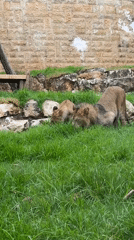 Zoo animals documented across 90 minutes in Haifa facility