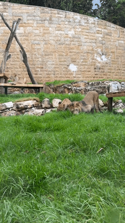 Zoo animals documented across 90 minutes in Haifa facility