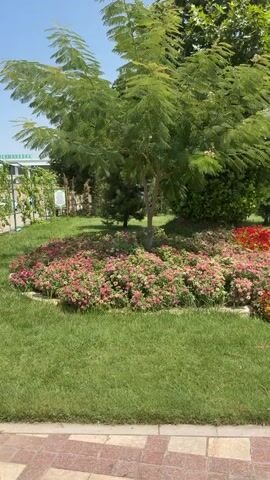 The video shows a park with a circular flower bed in the center. The flower bed is filled with small pink, red, and yellow flowers. A tree stands in the middle of the flower bed, with green leaves. The ground is covered in lush green grass, and there is a paved path in the foreground. In the background, there are more trees and a blue sky. The video pans slowly from left to right, showing the entire flower bed and the surrounding park. There are no people visible in the video.