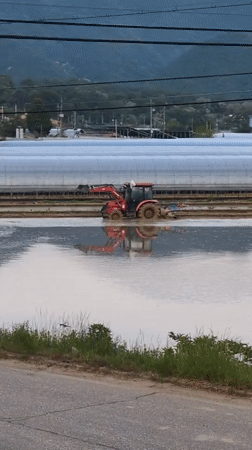 Red tractor operates in flooded rice paddy in Pyeongsan-ri