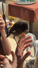 Person befriends mynah bird in casual Đà Nẵng encounter