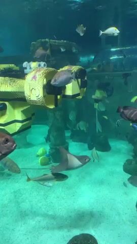 The video shows an underwater scene within an aquarium. Numerous fish of varying sizes and colors swim in the clear, turquoise water. In the background, a large, yellow structure made of what appears to be LEGO bricks is visible, resembling some kind of building or vehicle. Several fish are swimming around and through openings in this structure. The bottom of the aquarium is sandy, with some rocks and darker plant-like structures. The lighting is bright, illuminating the aquatic environment and the fish. The overall impression is a vibrant and active underwater exhibit.