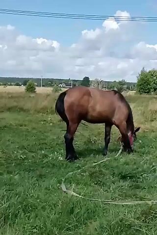 A brown horse with a black tail grazes in a grassy field under a cloudy sky. The horse is tethered by a rope that lies across the grass. In the background, there are trees and a few buildings. A person is visible in the distance.