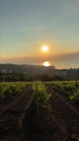 The video shows a vineyard with rows of young grapevines under a clear sky with a bright sun. The sun is low on the horizon, casting a warm glow and reflecting on the distant sea. In the background, there are rolling hills covered in greenery and some buildings, suggesting a coastal town. The ground in the vineyard is dark soil, with tire tracks visible in the pathway between the rows. The camera appears to be moving forward, creating a sense of approaching the horizon. There are no people or animals visible in the frame.