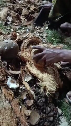 The video captures two individuals engaged in the manual process of husking coconuts outdoors. One person's hands are seen firmly holding an unhusked coconut, while another person uses an axe or chopper to skillfully strike and separate the fibrous outer layer. The ground surrounding them is densely covered with a large accumulation of discarded coconut husks, along with some visible patches of grass. Several other husked and partially husked coconuts are also scattered across the scene. The lighting is dim, suggesting the activity is taking place during the evening or at night. The scene depicts a concentrated effort on the task, likely in Kedung Dowo, Indonesia, as indicated by the context. There is no visible text in the video.
