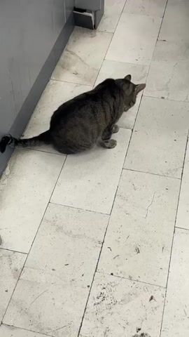 A tabby cat sits on a light-colored tiled floor next to a gray wall. The cat is facing away from the camera and looking to the right. The floor tiles are square with dark grout lines and some appear to be cracked.