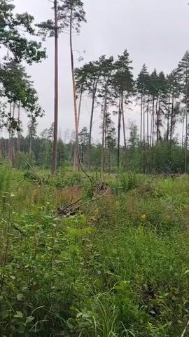 The video shows a forested area with tall trees. The ground is covered in green and brown grass and some fallen branches. There is a path visible in some of the frames. The sky is overcast, suggesting it may be a cloudy day. In one frame, a tall tree appears to have been split vertically down the middle. The scene is natural and appears to be undisturbed.