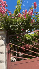 Roses, a gaming party, and a Shumen afternoon patio