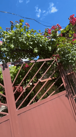 Roses, a gaming party, and a Shumen afternoon patio